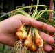 世界希少な ミニ玉ねぎ 120粒