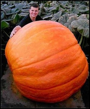 画像1: 超巨大かぼちゃ　2粒