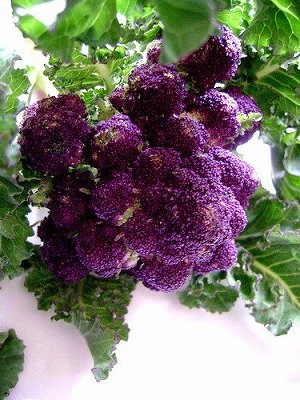 画像1: アントシアニンを豊富に含む紫茎ブロッコリー　1125粒 新品種