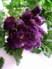 画像1: アントシアニンを豊富に含む紫茎ブロッコリー　180粒 新品種 (1)