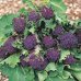 画像2: アントシアニンを豊富に含む紫茎ブロッコリー　180粒 新品種 (2)