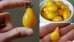 画像2: 超可愛いイエローペア　ミニトマト　 6粒　 新品種 (2)