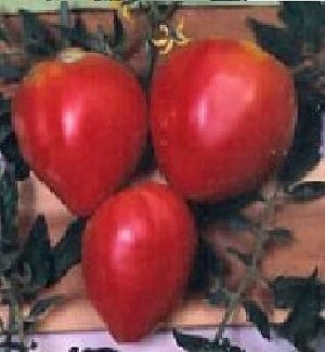 画像2: ハート形の　赤ベリートマト　 300粒