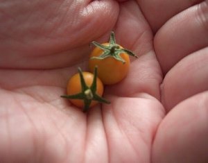 画像2: 世界最小の黄色マイクロトマト　 6粒