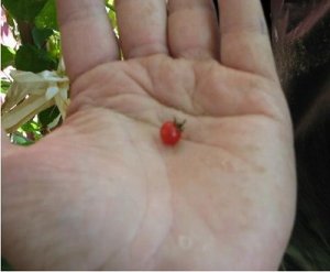 画像1: 世界で一番極小のトマト　小紅マイクロトマト　90粒