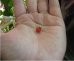 画像2: 世界で一番極小のトマト　小紅マイクロトマト 6粒 (2)