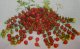 超甘い赤真珠　ミニトマト　18粒　