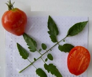画像2: ハート形の　赤ベリートマト　 10粒