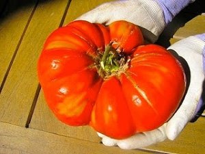 画像2: 超巨大トマト 24粒