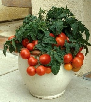 画像1: 一番低い　ミニートマト 18粒