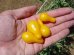 画像1: 超可愛いイエローペア　ミニトマト　18粒　 新品種 (1)