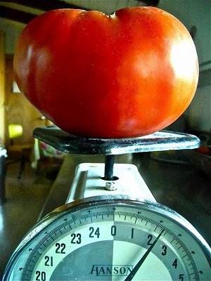 画像1: 超巨大トマト　4粒