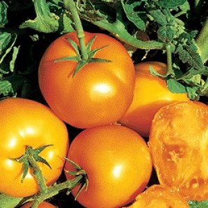 画像1: 全米優勝品種 旨い高級トマト ジュビリ トマト　6粒　　