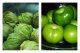 世界希少な　緑トマト(グリーントマティロ)　 6粒