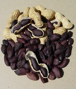 画像2: ポリフェノールを多く含む　黒ピーナッツ　72粒