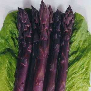 画像1: 世界十大最高級野菜 幻の純紫アスパラガス　4粒 F1品種