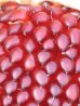 画像2: 超可愛いイチゴとうもろこし　30粒 (2)