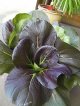 アントシアニン持つ紫白菜　20粒 F1新品種