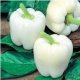 珍しい　白パプリカ　 12粒  新品種