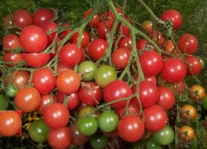 画像1: 1房に約100個以上の多果性　超甘い　赤豊ミニトマト 18粒　F1品種