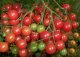 1房に約100個以上の多果性　超甘い　赤豊ミニトマト 36粒　F1品種
