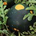 画像2: 果皮に黄色い月、星の模様がある　アポロ スイカ　2粒 (2)