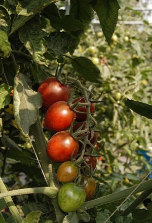 画像2: 世界希少な　紫ローズミニトマト　18粒 新品種