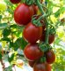 画像1: 世界希少な　紫ローズミニトマト　18粒 新品種 (1)
