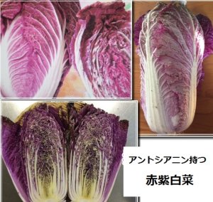 画像1: アントシアニンを豊富に含む赤紫白菜　10粒　新品種