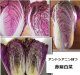 アントシアニンを豊富に含む赤紫白菜　10粒　新品種