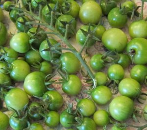 画像1: 緑チェリー　ミニトマト　 18粒　