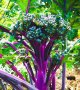 紫孔雀ブロッコリー 種 30粒 F1品種 ( 茎の食味が紫アスパラガスに似る)　