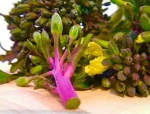 画像2: 紫孔雀ブロッコリー 種 30粒 F1品種 ( 茎の食味が紫アスパラガスに似る)　