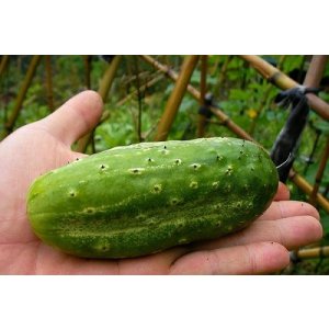 画像: ピクルス胡瓜　8粒