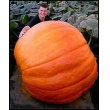 画像1: 超巨大かぼちゃ　30粒 (1)