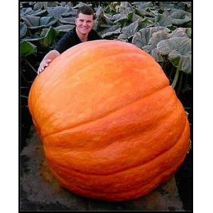 画像: 超巨大かぼちゃ　30粒