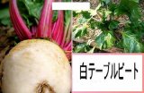 画像: 料理に色付かない白テーブルビー12粒