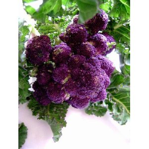 画像: アントシアニンを豊富に含む紫茎ブロッコリー　30粒 新品種