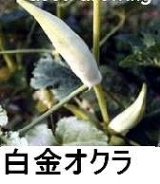 画像: 白金オクラ 90粒