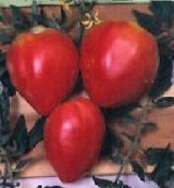 画像: ハート形の　赤ベリートマト　 30粒