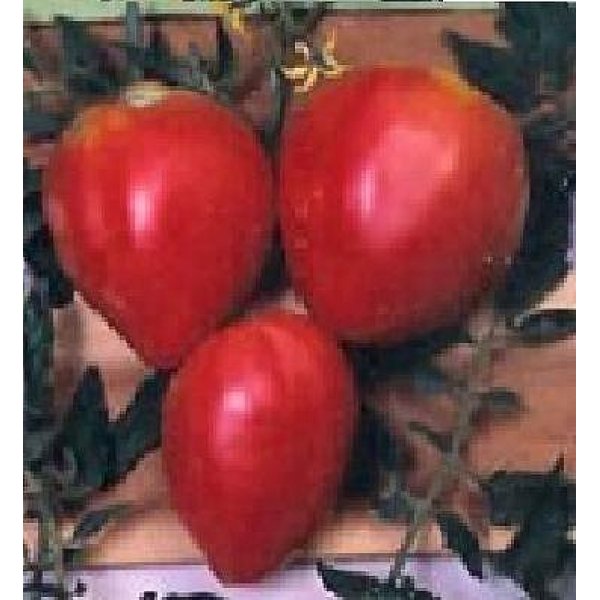 画像1: ハート形の　赤ベリートマト　 30粒 (1)
