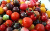 画像: 種類が多い　カラフルなチェリー　ミニトマト 18粒