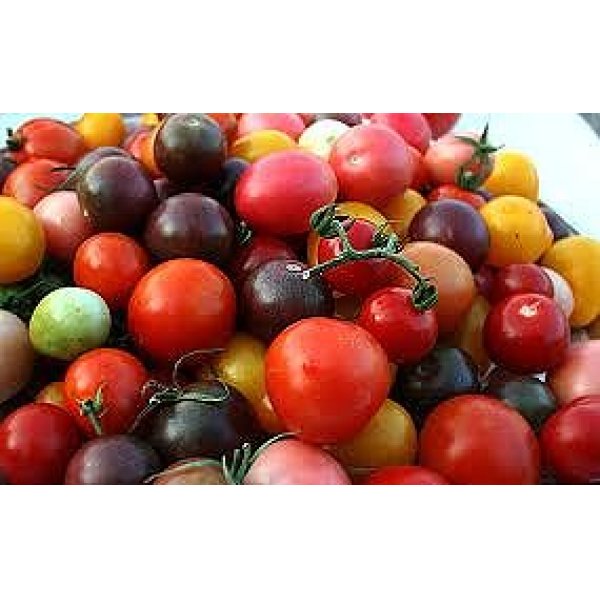 画像1: 種類が多い　カラフルなチェリー　ミニトマト 36粒 (1)