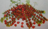画像: 超甘い赤真珠　ミニトマト　18粒　
