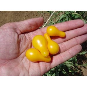 画像: 超可愛いイエローペア　ミニトマト　18粒　 新品種