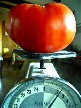画像: 超巨大トマト　12粒