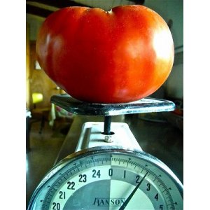 画像: 超巨大トマト 24粒