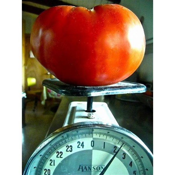 画像1: 超巨大トマト　12粒 (1)