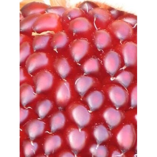 画像2: 超可愛いイチゴとうもろこし　150粒 (2)