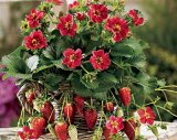 画像: 珍しい　紅花のイチゴ　6粒